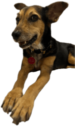 A cute perrita (little dog)